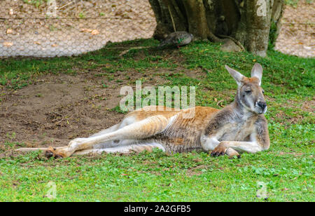 Bush Australien au repos - Kangourou Healesville, Victoria, Australie Banque D'Images