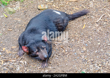 Le Diable de Tasmanie est le plus grand marsupial carnivore survivant - Healesville, Victoria, Australie Banque D'Images