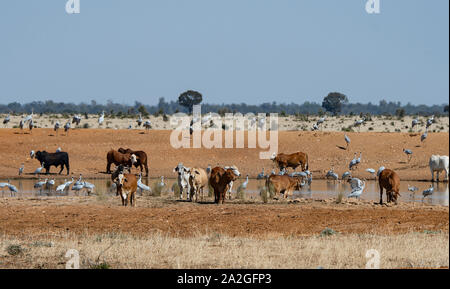 La migration d'Assoiffés Brolgas (Grus rubicunda) et de bovins, debout près de l'eau potable pendant une sécheresse, près de Clermont, Queensland, Queensland, Australie Banque D'Images