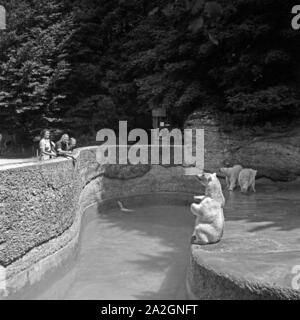 Drei junge Frauen am Eisbärgehege Zoobesuch die beim, Deutschland 1930 er Jahre. Trois jeunes femme visiter un jardin zoologique et voir l'ourse polaire composé, Allemagne 1930. Banque D'Images