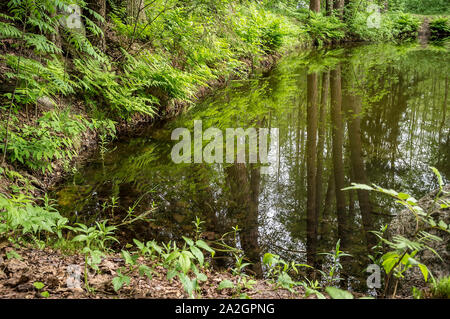 Forêt paisible lac à l'eau claire qui reflète les arbres et le ciel. Banque D'Images