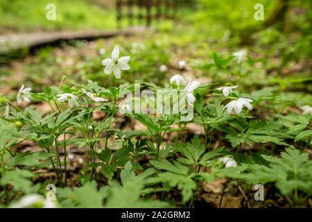 Belles fleurs blanches, anémone des bois (anemone nemorosa) dans une forêt près de printemps, sur un arrière-plan flou un sentier et un pont. Banque D'Images