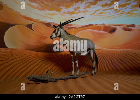 Un exemple d'oryx, la gazelle africaine, Oryx et le cap dans un spermophile taxidermy diorama au Musée d'Histoire Naturelle de Satwa dans Batu, Indo-Ville Banque D'Images