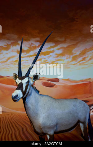 Un exemple d'oryx, la gazelle africaine, oryx taxidermie dans un diorama au Musée d'Histoire Naturelle de Satwa dans Batu Ville, en Indonésie. Banque D'Images