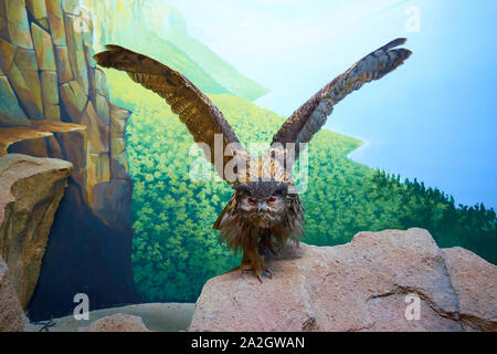 Un exemple d'un hibou Grand-duc dans un diorama de taxidermie au Musée d'Histoire Naturelle de Satwa dans Batu Ville, en Indonésie. Banque D'Images