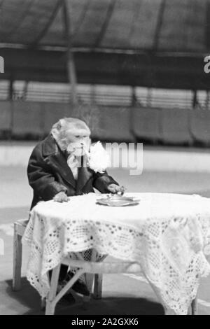 Ein Affe in der Manege einem Karlsbader Zirkus, Deutschland 1930er Jahre. Un singe dans le cirque dans un cirque à Karlsbad, Allemagne 1930. Banque D'Images