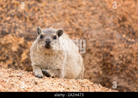 Close up of a relaxing dassie sur un rocher, Erongo, Namibie, Afrique Banque D'Images