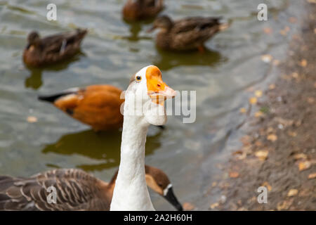 Un adulte d'oie blanche, avec une crête brune et un bec jaune ressemble à l'appareil photo dans le contexte d'un étang avec des Canards bruns flottants. Portrait de Banque D'Images