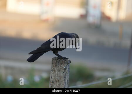 Un wild crow sur fond nature. Image de faible luminosité Banque D'Images