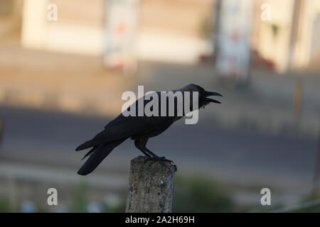 Un wild crow sur fond nature. Image de faible luminosité Banque D'Images