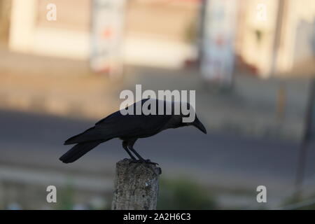 Un wild crow sur fond nature. Image de faible luminosité Banque D'Images