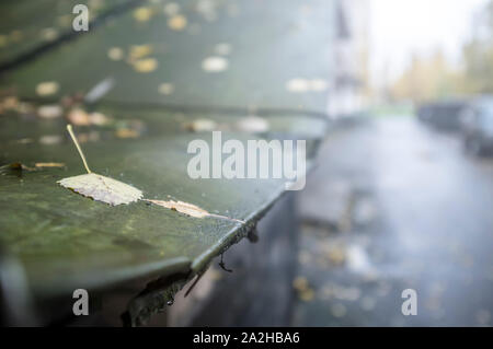 Tombée des feuilles jaunes de bouleaux et de trembles se trouvent sur l'ancien toit métallique humide. Banque D'Images