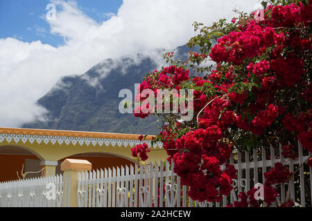 En fleurs de bougainvillées rose en face d'une maison typique dans les montagnes tropicales de la Réunion, France Banque D'Images