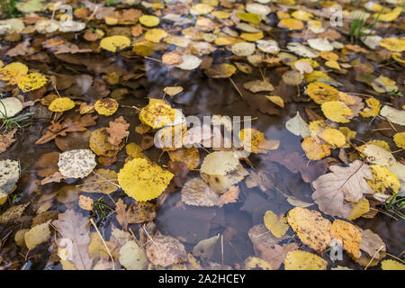 Les feuilles d'automne jaune dans une flaque de pluie. Close-up. Banque D'Images