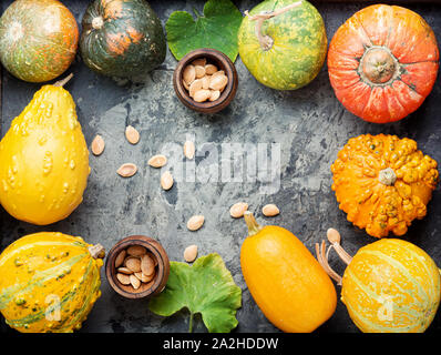 Grand ensemble de citrouilles d'automne sur la vieille table en bois.la composition d'automne Banque D'Images