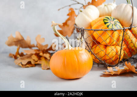 Automne fond avec mini potirons dans un panier sur un fond de béton gris. Banque D'Images