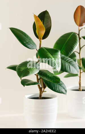 Deux élastiques en caoutchouc ficus plante des arbres en pots de fleurs en céramique blanche. Close up. Banque D'Images