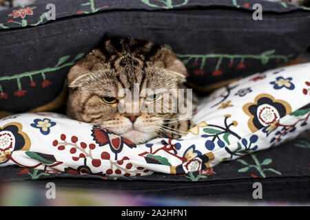 Un mignon mais fronçant Scottish Fold chat avec un regard sévère se situe entre les oreillers. Close-up. Banque D'Images