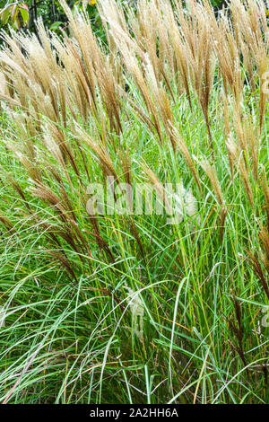 Miscanthus sinensis 'Silberspinne' Banque D'Images