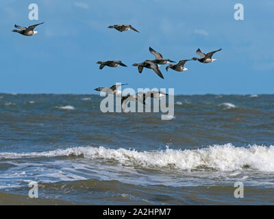 La Bernache cravant Branta bernicla troupeau en vol au dessus de la mer du Nord à la réserve RSPB Titchwell Norfolk Banque D'Images