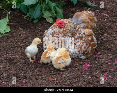 Basse-cour intérieure avec poulet poussins nouvellement éclos Banque D'Images