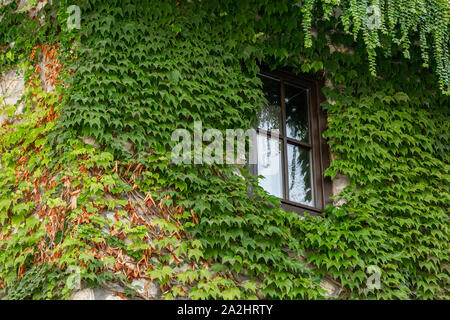 Vue de la récolte de détail extérieur de maison avec des plantes grimpantes (Parthenocissus quinquefolia) Banque D'Images