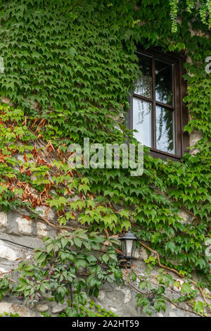 Vue de la récolte de détail extérieur de maison avec des plantes grimpantes (Parthenocissus quinquefolia) Banque D'Images