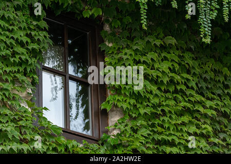 Vue de la récolte de détail extérieur de maison avec des plantes grimpantes (Parthenocissus quinquefolia) Banque D'Images