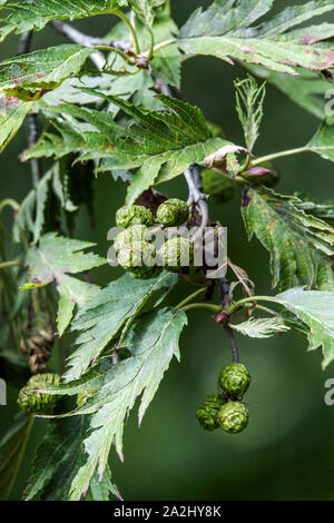 Alnus incana aulne gris 'Laciniata', cônes on twig Banque D'Images