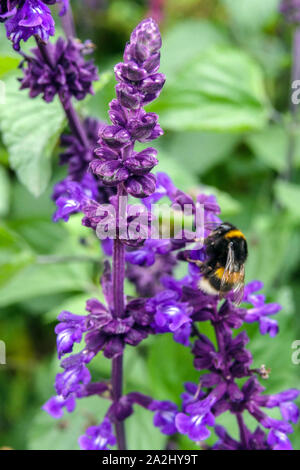 Salvia 'Big Blue' bourdon sur fleur Banque D'Images