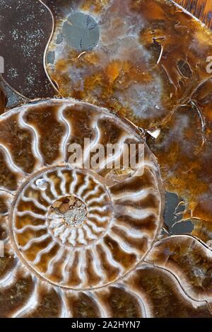 Ammonites ancienne, aussi appelée ammonoidea ammonoïdes, ou sont une forme de mollusque marin étroitement liée à celoids modernes, tels que le calmar Banque D'Images