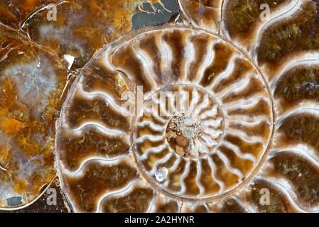 Ammonites ancienne, aussi appelée ammonoidea ammonoïdes, ou sont une forme de mollusque marin étroitement liée à celoids modernes, tels que le calmar Banque D'Images