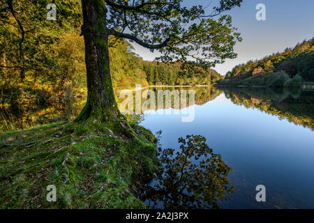 Bel Automne réflexions sur l'arbre d'If Tarn près de Coniston Banque D'Images