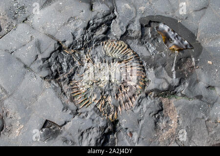 Fossiles ammonite concassée sécher comme la marée était retirée, Kimmeridge Bay, partie de la côte jurassique Wareham, Dorset, Angleterre Banque D'Images