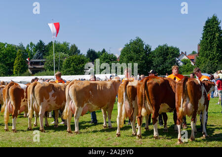 'Pferdemarkt' (marché des chevaux) à Beerfelden (partie d'Oberzent): Éleveur présent vaches Rotbunt, district d'Odenwald, Hesse, Allemagne Banque D'Images