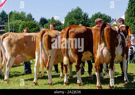 'Pferdemarkt' (marché des chevaux) à Beerfelden (partie d'Oberzent): Éleveur présent vaches Rotbunt, district d'Odenwald, Hesse, Allemagne Banque D'Images