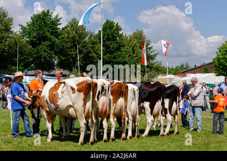 'Pferdemarkt' (marché des chevaux) à Beerfelden (partie d'Oberzent): Éleveur présent vaches Rotbunt et vaches Holstein, district d'Odenwald, Hesse, Allemagne Banque D'Images