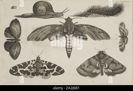 Six Insectes, une chenille, et un escargot, après 1644, Wenceslaus Hollar, tchèque, 1607-1677, Bohème, Eau-forte sur papier vergé ivoire, 116 × 182 mm (feuille, parés à l'intérieur d'une plaque mark Banque D'Images