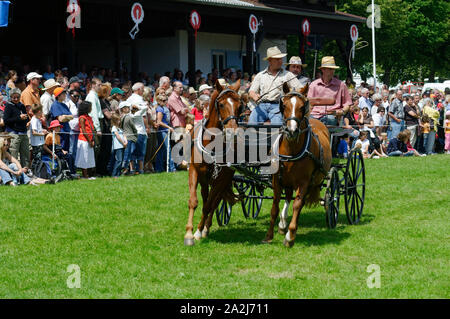 'Pferdemarkt' (marché des chevaux) à Beerfelden (partie d'Oberzent): Démonstration avec transport (transport et paire), district d'Odenwald, Hesse, Allemagne Banque D'Images