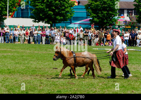 'Pferdemarkt' (marché des chevaux) à Beerfelden (partie d'Oberzent): Manifestation avec ponies, district d'Odenwald, Hesse, Allemagne Banque D'Images