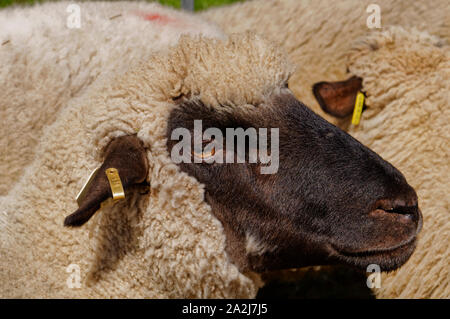 'Pferdemarkt' (marché des chevaux) à Beerfelden (partie d'Oberzent): Mouton à tête noire, district d'Odenwald, Hesse, Allemagne Banque D'Images