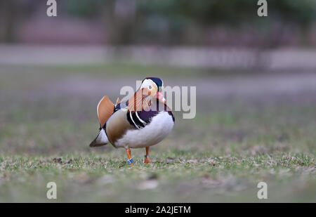 Canard mandarin Canard coloré, unique, Aix galericulata Banque D'Images