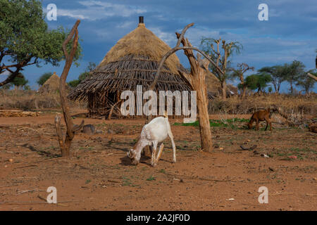 Au village de la tribu de chèvre Hamer, vallée de l'Omo, Ethiopie Banque D'Images