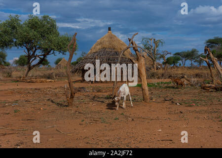 Au village de la tribu de chèvre Hamer, vallée de l'Omo, Ethiopie Banque D'Images