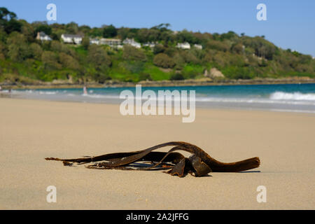 Des algues sur la plage de Carbis Bay à Cornwall Banque D'Images