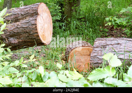 Arbre scié dans la forêt, propre coffre de sciages de Pin Banque D'Images