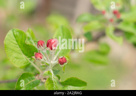 Bourgeons rouge et vert feuilles sur une branche de pommier au printemps Banque D'Images