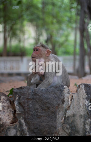 Bébé singe tenant sa maman assis sur un mur dans un temple en Inde - Tiruvannamalai Banque D'Images