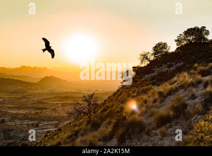 L'aigle impérial espagnol sauvage vole dans les Montes de Toledo dans la péninsule ibérique, au coucher du soleil. Aquila adalberti ou l'aigle impérial ibérique, Espagnol Banque D'Images