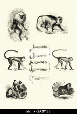 Gravure d'époque de singes. Musée pictural de Nature Banque D'Images